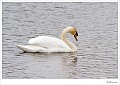 Wilde knobbelzwaan_20100208_005